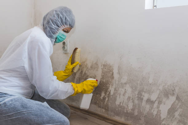 Best Mold Cleaning Services  in Wolcott, IN