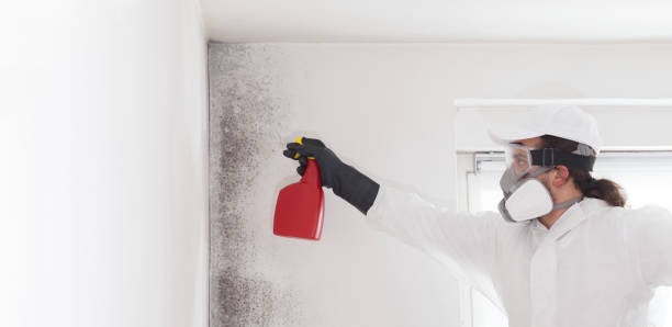 Best Mold Remediation  in Wolcott, IN