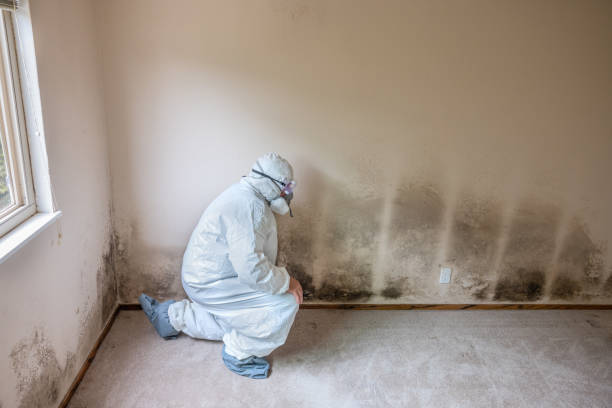 Best Mold Testing  in Wolcott, IN