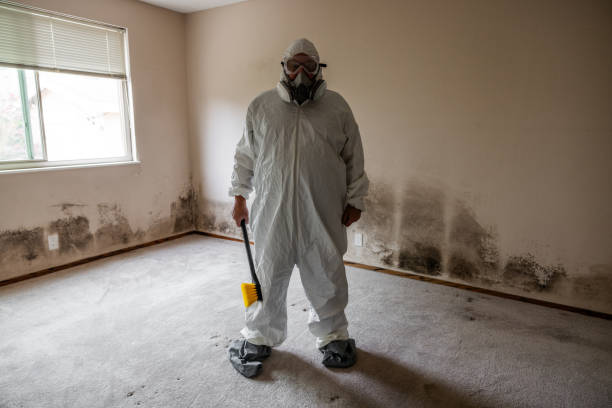 Best Commercial Mold Removal  in Wolcott, IN