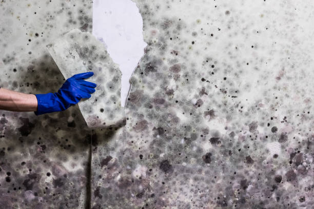 Best Professional Mold Removal  in Wolcott, IN